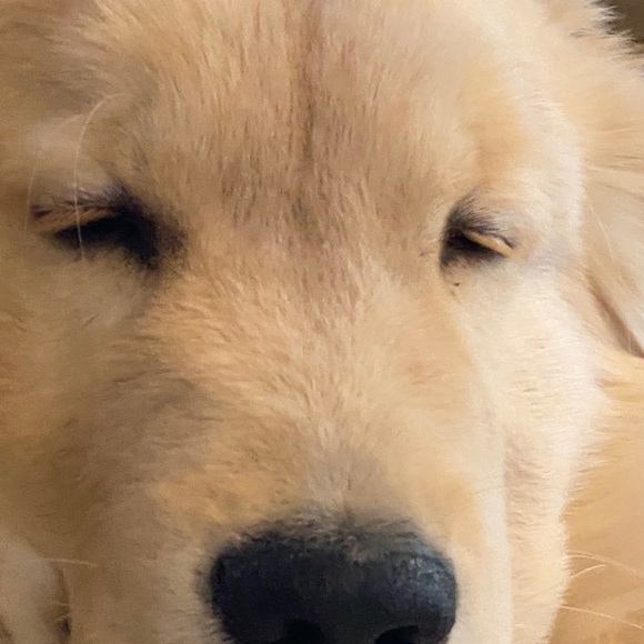 Meet your Posher, Bridget - Picture 1 of 1